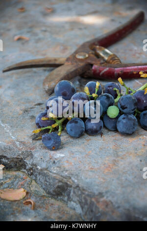 Traube Traube und Schere auf rustikalen Tisch Stockfoto