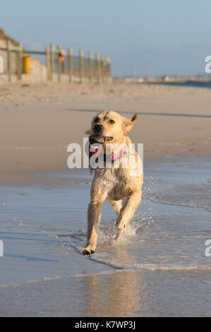 Golden Retriever Strand entlang läuft mit einem Ball Spielzeug Stockfoto