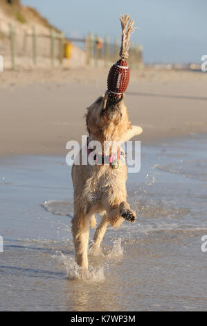 Golden Retriever Strand entlang läuft mit einem Ball Spielzeug Stockfoto