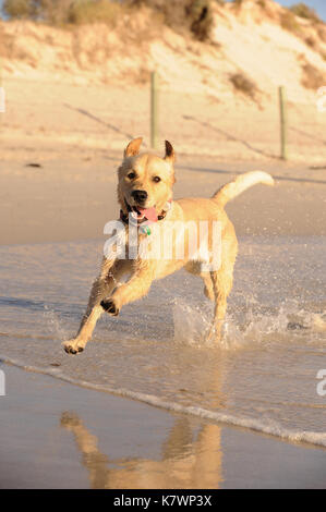 Golden Retriever Strand entlang läuft Stockfoto