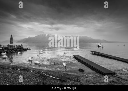 Schwäne und Enten am Genfer See in trüben regnerischen Wetter in Lausanne, Schweiz. Die Schwarz-Weiß-Fotografie. Dramatische Himmel. Stockfoto