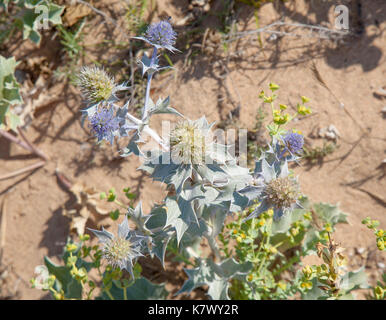 Blau eryngium maritimum, Sea Holly in den Dünen von liencres Stockfoto