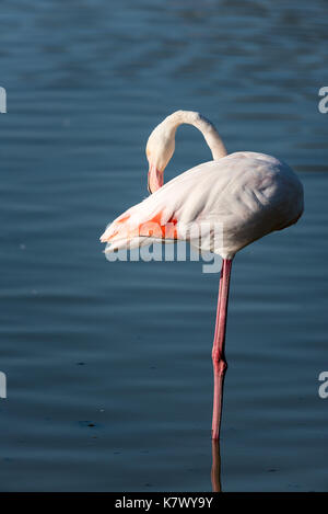 Die rosa Flamingo in einem Profil im Wasser, Frankreich, Camargue Stockfoto