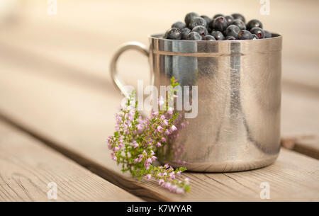 Alte verkratzte Becher Edelstahl gefüllt mit frisch gepflückten Wilde Heidelbeere, hölzernen Veranda Stockfoto