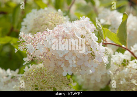 Weiß und Pink Hydrangea paniculata Natürliche floral background Stockfoto