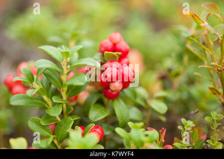 Die nahrungssuche Hintergrund mit essbaren Beeren, Finnland, Sommer Stockfoto