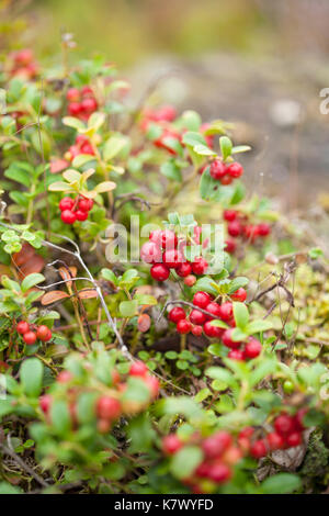 Die nahrungssuche Hintergrund mit essbaren Beeren, Finnland, Sommer Stockfoto