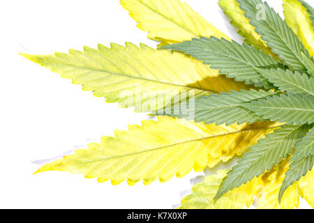 Cannabis Blätter auf weißem Hintergrund. Stockfoto