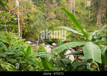 Bananenbäume und Wald bei Wachirathan Falls (Diamond Creek Falls) im Doi Inthanon National Park. Chom Thong Bezirk, Chiang Mai Provinz, Thailand Stockfoto