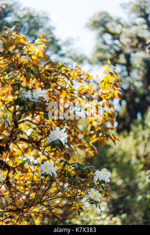 White Azalea (Rhododendron veichianum) wächst in einem Hochlandwald auf Doi Inthanon, dem höchsten Berg Thailands. Südostasien Stockfoto