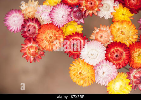 Bunte Erdbeerblumen (Xerochrysum bracteatum) Stockfoto