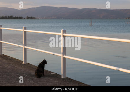 Eine Katze auf Pier am Wasser Stockfoto