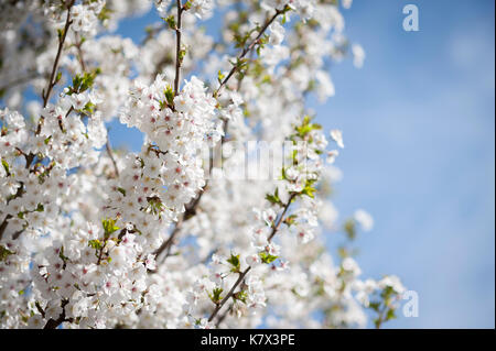 Weißer Kirschbaum blüht an einem blauen Himmel. Stockfoto