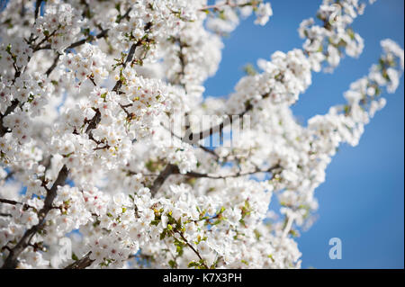 Weißer Kirschbaum blüht an einem blauen Himmel. Stockfoto