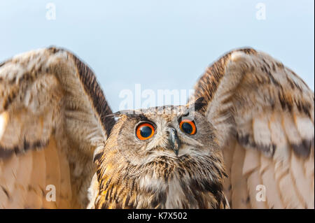 Eurasien Uhu oder Europäischen eurasischen Uhu, Bubo bubo, Vorderansicht, Verbreitung Flügel Stockfoto
