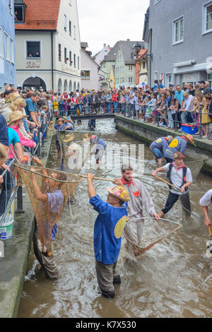 Fischertag (Fisher Tag): Männer und Jungen, die in den Kanal Stadtbach versuchen zu fangen einen Fisch (Forelle), Memmingen, Schwaben, Schwaben, Bayern, Bayern, Deutschland Stockfoto
