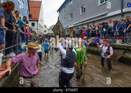 Fischertag (Fisher Tag): Männer und Jungen, die in den Kanal Stadtbach versuchen zu fangen einen Fisch (Forelle), Memmingen, Schwaben, Schwaben, Bayern, Bayern, Deutschland Stockfoto