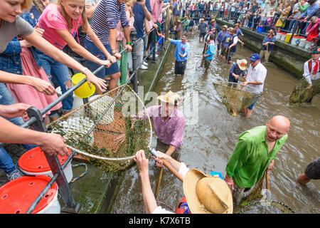 Fischertag (Fisher Tag): Männer und Jungen, die in den Kanal Stadtbach versuchen zu fangen einen Fisch (Forelle), Memmingen, Schwaben, Schwaben, Bayern, Bayern, Deutschland Stockfoto