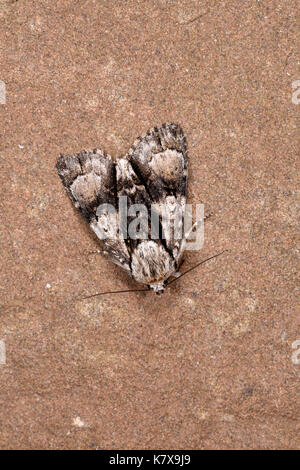 Alder Moth (Acronicta alni) Erwachsenen auf Stein, Monmouth, Wales, August Stockfoto