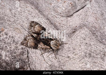 Alder Moth (Acronicta alni) Erwachsenen auf Baumstamm, Monmouth, Wales, August Stockfoto