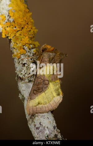 Glattes Erz Motte (Diachrysia Chrysitis) Erwachsenen auf Flechten bedeckt Zweig, Monmouth, Wales, Juli Stockfoto