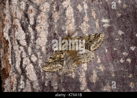 Gestromt Beauty Motte (Lycia hirtaria) Erwachsenen auf Baumstamm, Monmouth, Wales, Juli Stockfoto