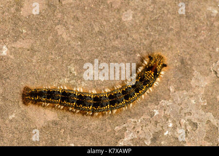Trinker Motte (Euthrix potatoria) Endgültige instar Larve, Monmouth, Wales, April Stockfoto
