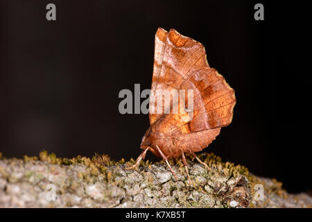 Frühe Thorn Motte (Selenia Dentaria) Erwachsenen auf Flechten bedeckt Zweig, Monmouth, Wales, April Stockfoto