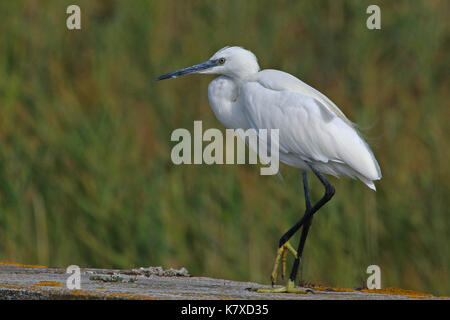 Seidenreiher oder weiße Reiher im Flug lateinischer Name Egretta garzetta, gelbe Füße an der Wand in der Po Delta in Comacchio Italien paradieren Stockfoto