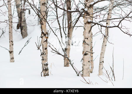 Silver Birch Bäume im Schnee, Finnland Stockfoto