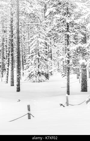 Begraben weg, Zaun und Winter Bäume, Lappland, Finnland Stockfoto