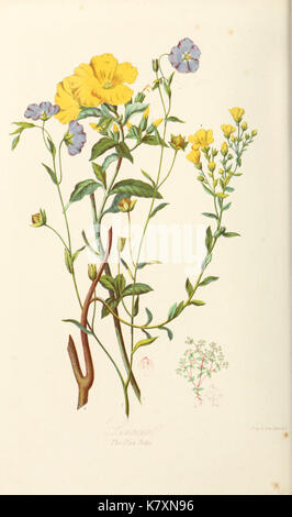 Eine botanische Illustration, die verschiedene Pflanzenarten nach ihren natürlichen Ordnungen gruppiert und ihre Eigenschaften in einem wissenschaftlichen Kontext veranschaulicht. Die Arbeit dient als wertvolle Referenz in der Erforschung der Botanik. Stockfoto