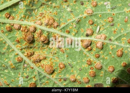 Hollyhock Rost Stockfoto