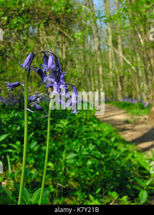 Britische Bluebells Stockfoto