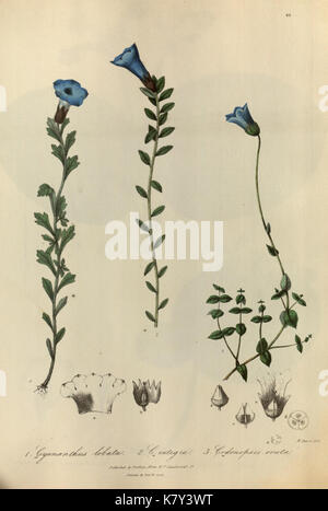 Abbildungen der Botanik und andere Zweige der natürlichen Geschichte der Berge des Himalaja (PL. 69) (6982090144) Stockfoto