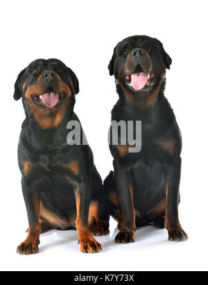 Reinrassige Rottweiler vor weißem Hintergrund Stockfoto