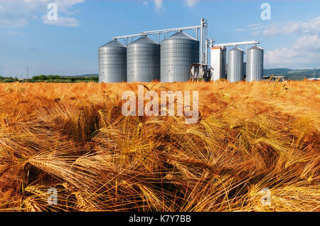 Silos in einem Gerstenfeld. Stockfoto