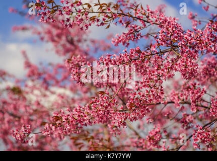 Die Kirschblüte im Frühling im sonnigen Tag. Die Kirsche ist die Frucht vieler Pflanzen der Gattung Prunus. Stockfoto