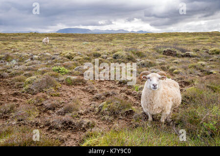 Island - Isländische Schafe in der Nähe von Þingvellir Stockfoto