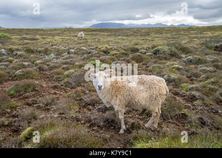 Island - Isländische Schafe in der Nähe von Þingvellir Stockfoto