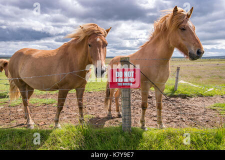 Island - isländische Pferd (Pony) Beweidung auf die Weide, Equus ferus Caballus Stockfoto