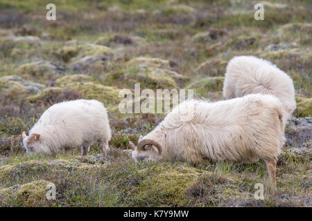 Island - Isländische Schafe in der Nähe von Þingvellir Stockfoto