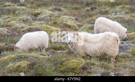 Island - Isländische Schafe in der Nähe von Þingvellir Stockfoto