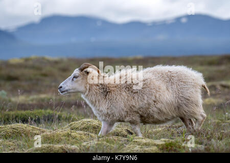 Island - Isländische Schafe in der Nähe von Þingvellir Stockfoto