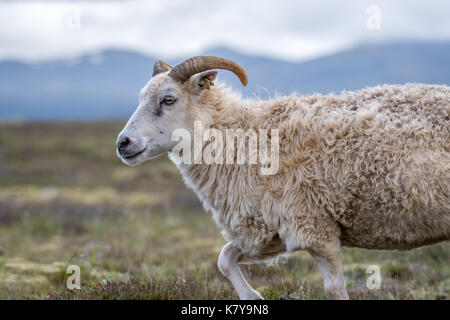 Island - Isländische Schafe in der Nähe von Þingvellir Stockfoto