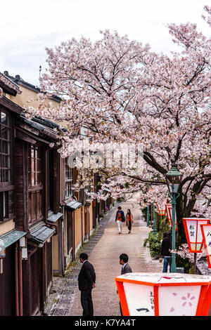 Beliebte Kazue-machi Chaya, Edo Periode street Mix aus traditionellen japanischen Ryokan, Gasthöfe und Gehäuse, gegenüber, Kirschblüten und den Fluss. Stockfoto