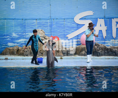 Bangkok, Thailand - 16.Juni 2016. Die dolphin Trainer und Ihre Dolphin sind bereit, das Publikum mit einem specular Show im Safari World in Bangko zu beeindrucken Stockfoto