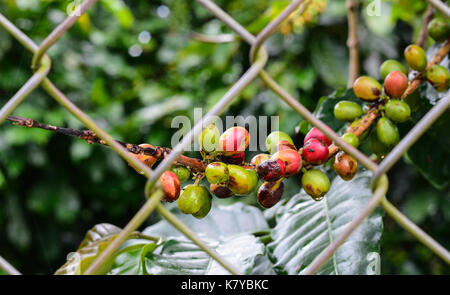 Reife Kaffeebohnen an einem Baum auf der Plantage im zentralen Hochland Vietnams. Stockfoto