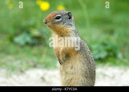 Kolumbianische Erdhörnchen (Spermophilus columbianus), British Columbia, Kanada Stockfoto