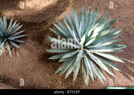 Die Majorell Garten ist am schönsten Landschaft Garten der Stadt. Marrakesch, Marrakech-Safi. Marokko Stockfoto